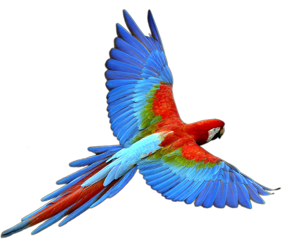 a red and blue parrot flying through the air