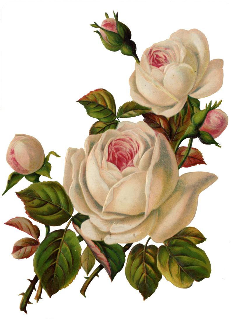 a drawing of two white roses on a white background