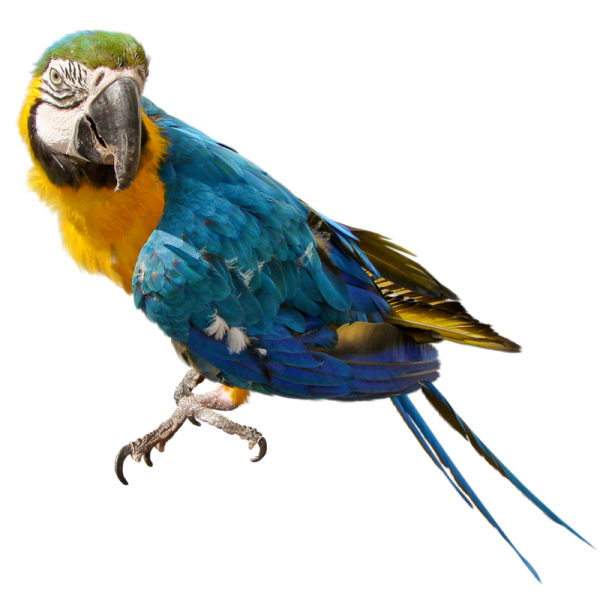 a blue and yellow parrot perched on a branch