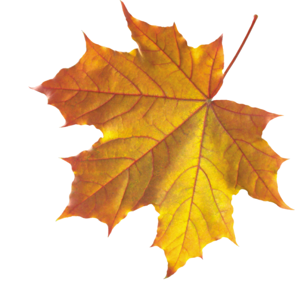 a yellow and red maple leaf