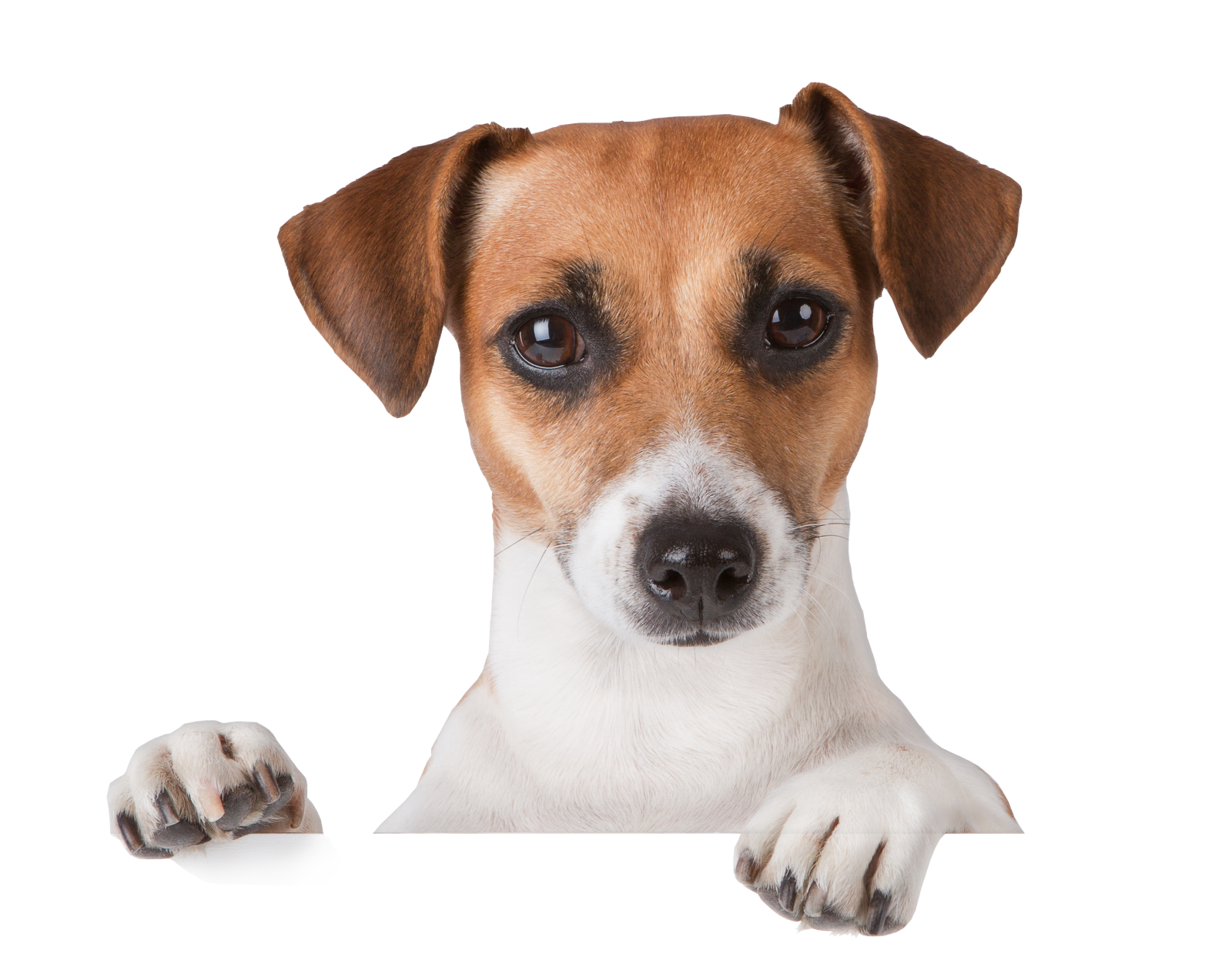a brown and white dog looking over a blank sign