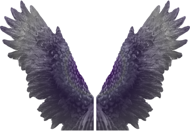 a pair of wings on a white background