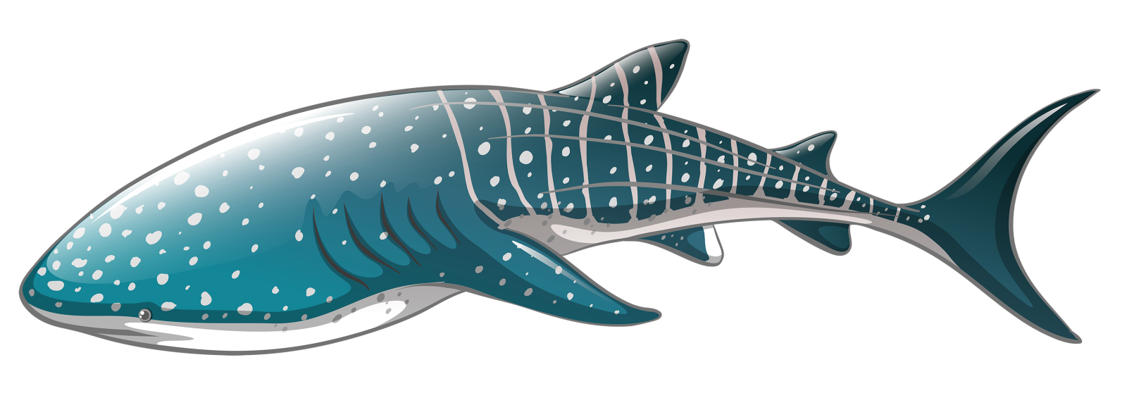 an image of a shark