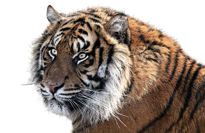a close up of a tiger's face