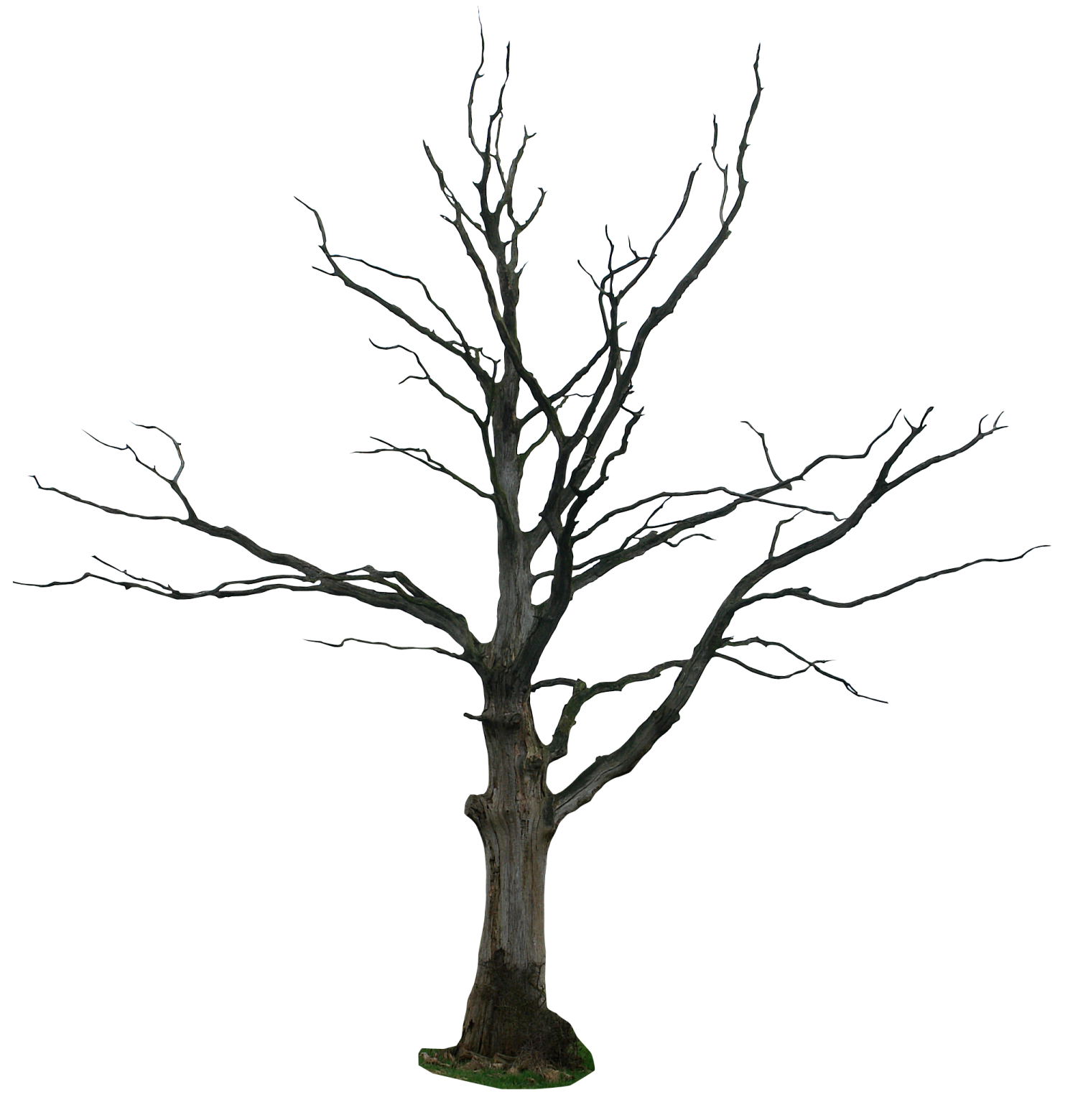 a dead tree with no leaves on it