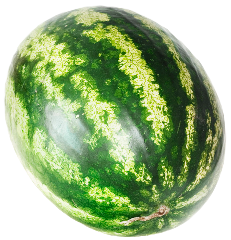 a green watermelon on a white background