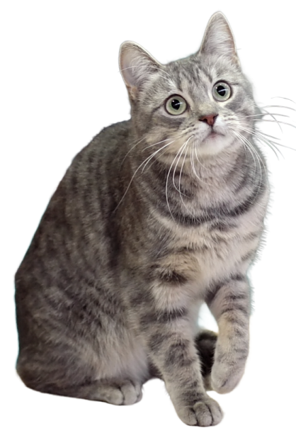 a gray and white cat sitting on the floor