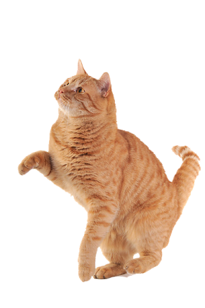 the cat is orange
