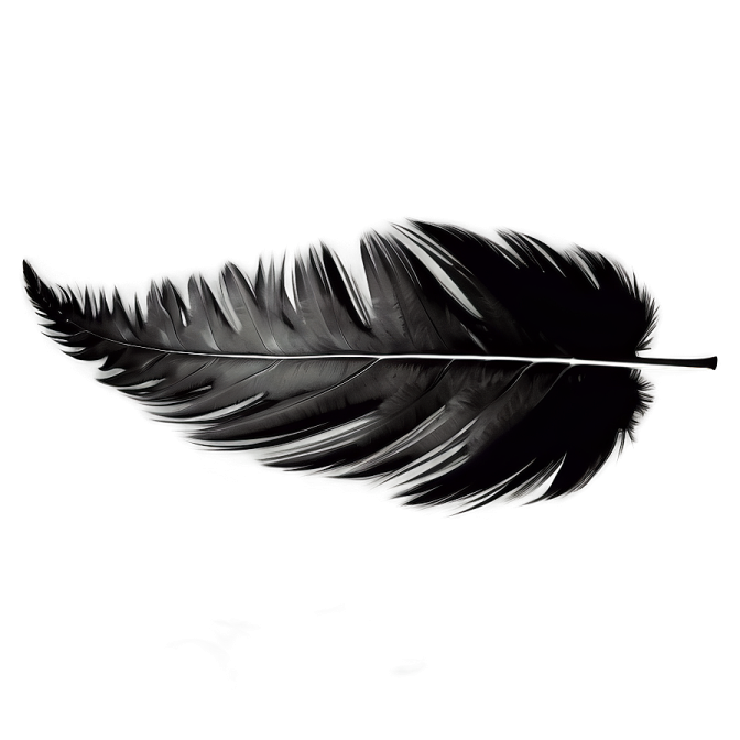 a black feather on a white background