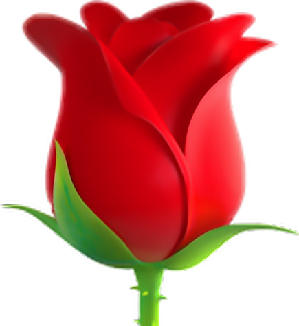 a red rose on a white background