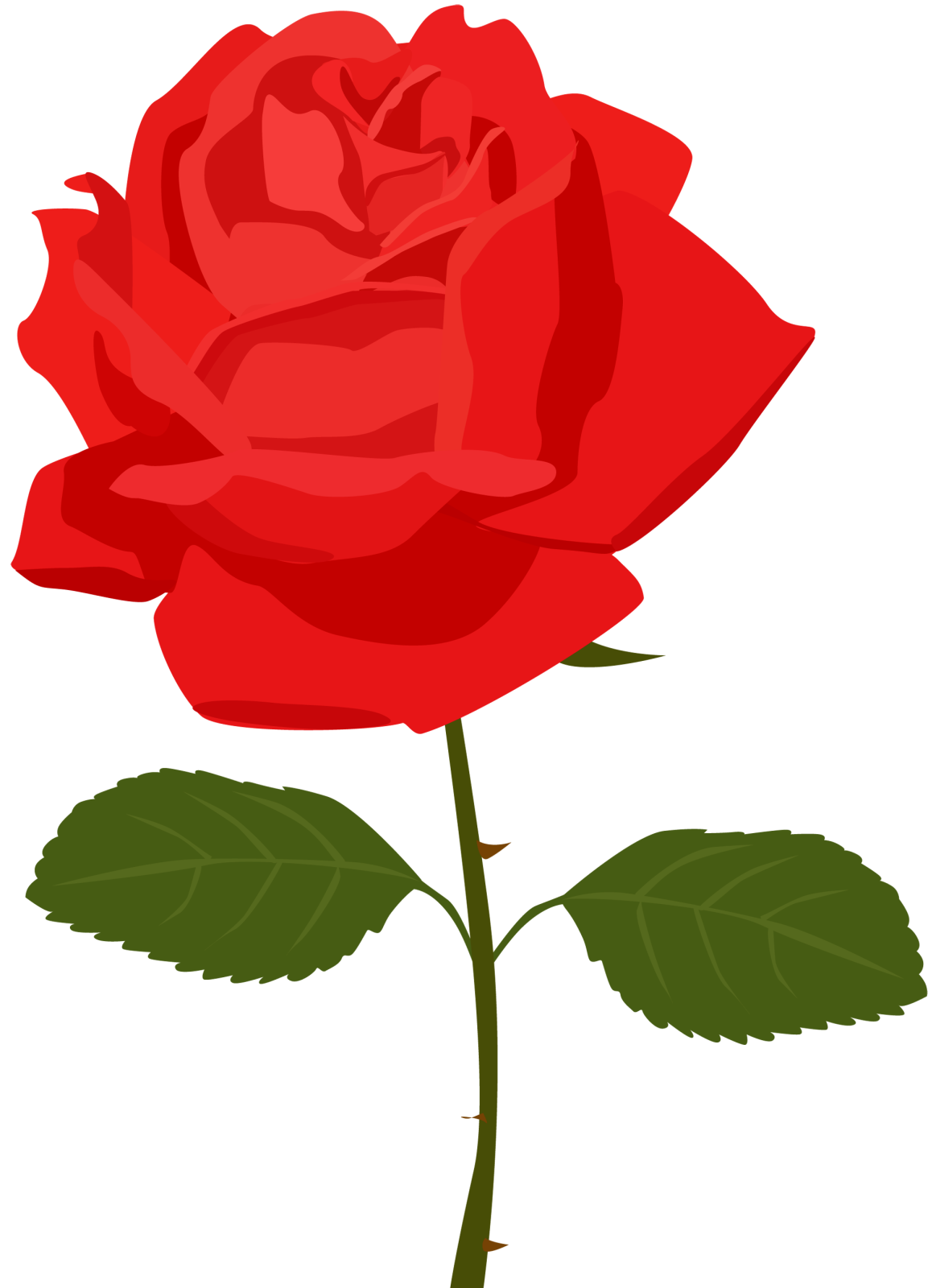 a red rose on a white background