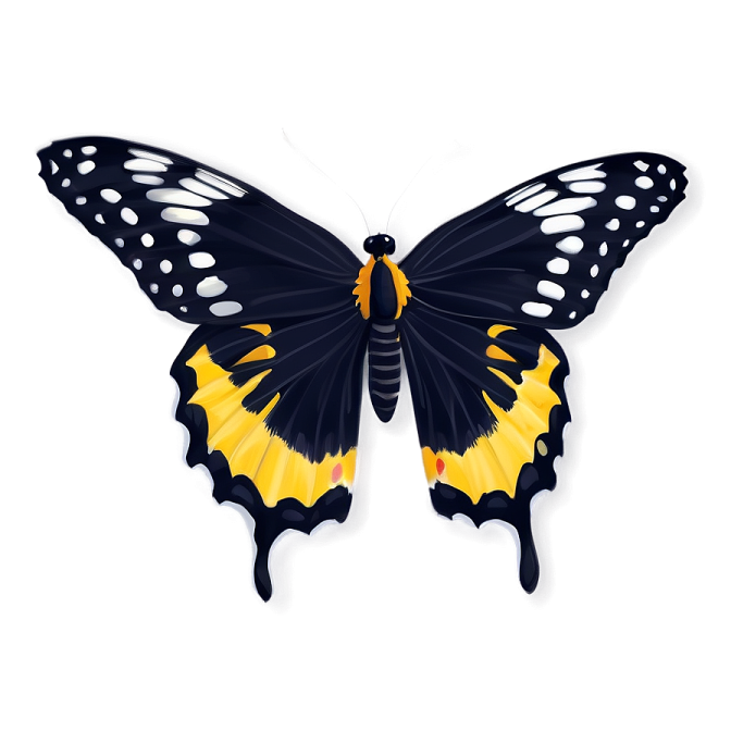 a black and yellow butterfly on a white background