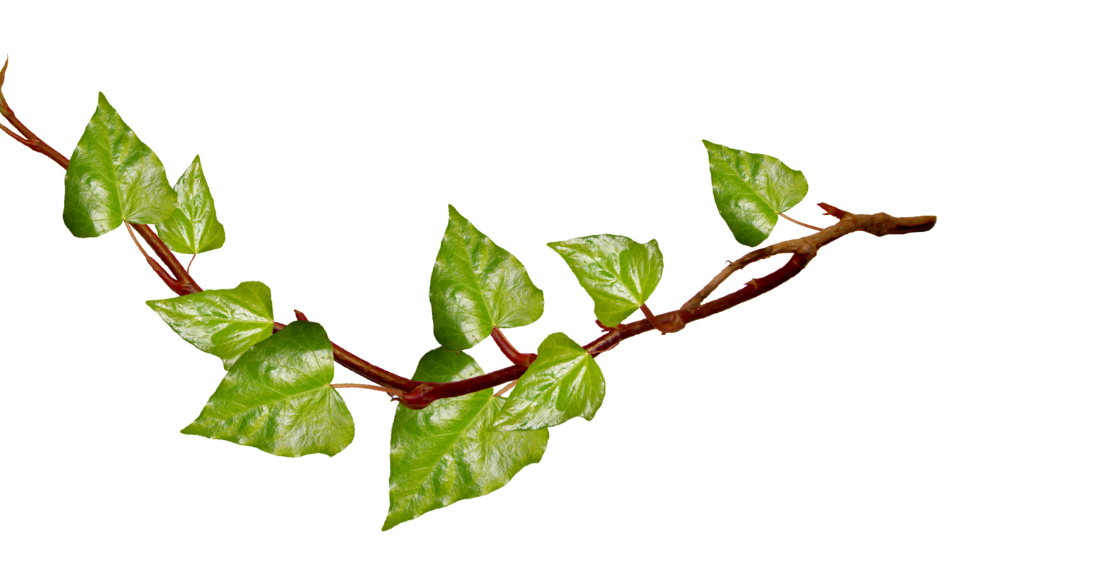 a branch with green leaves on it