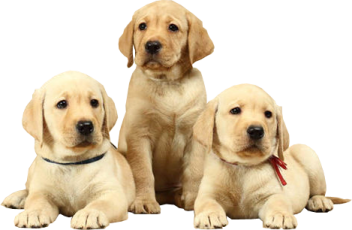 three pup are sitting next to each other pup