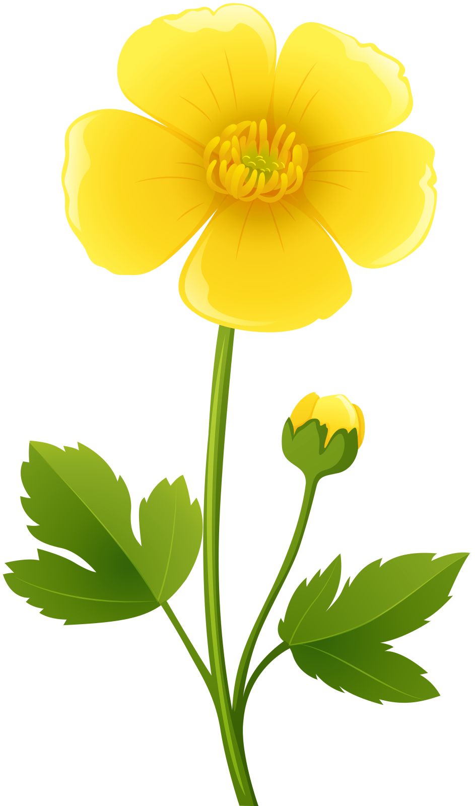 a yellow flower on a white background