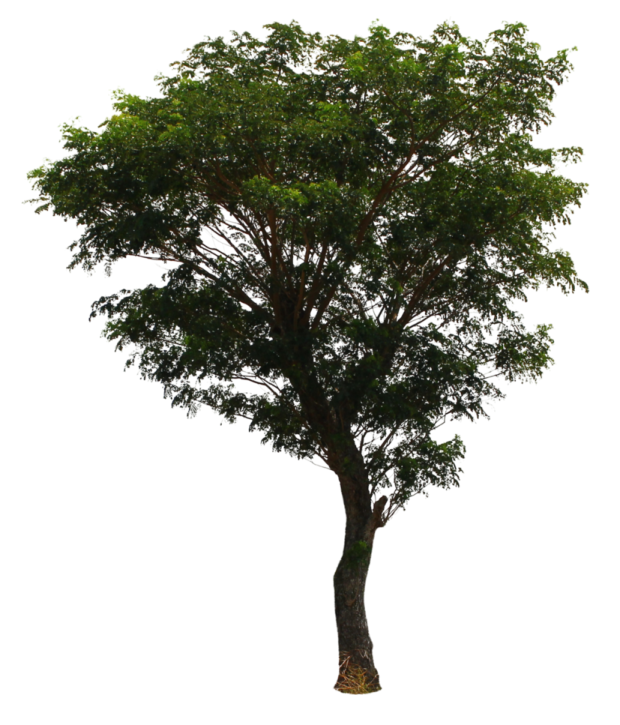a tree on a white background