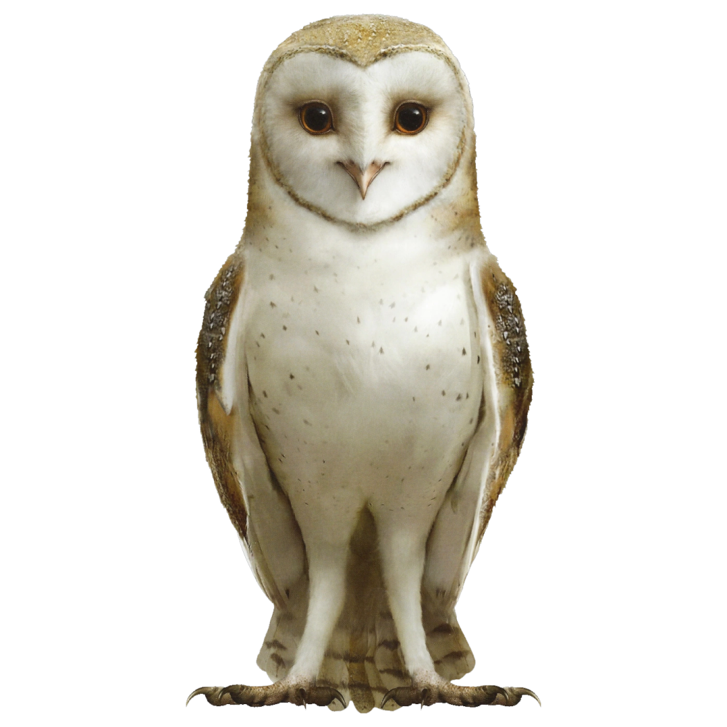 an owl standing on a white background