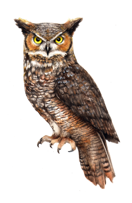 a drawing of an owl on a white background