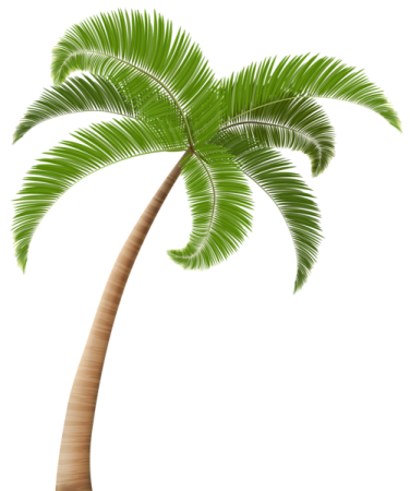 a palm tree on a white background