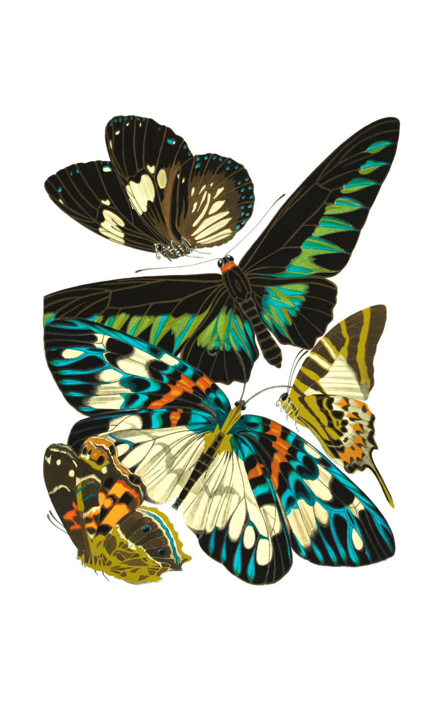 three butterflies on a white background
