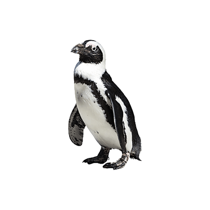 an image of a penguin on a white background