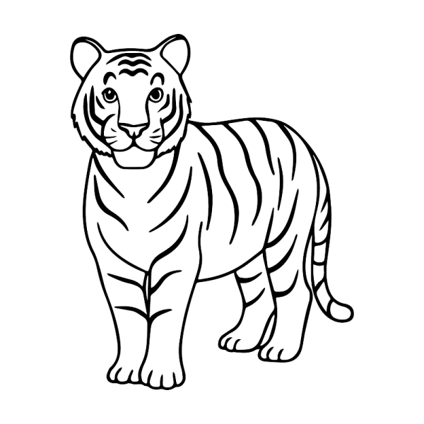 how to draw a tiger