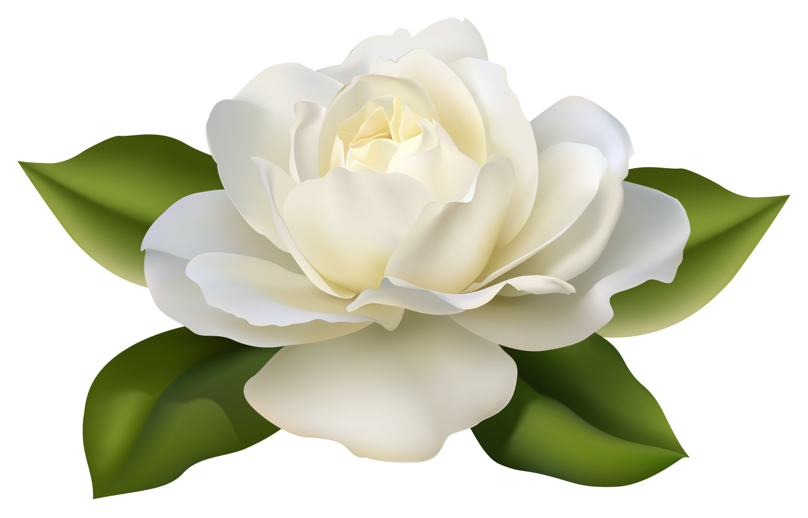 a white rose with green leaves