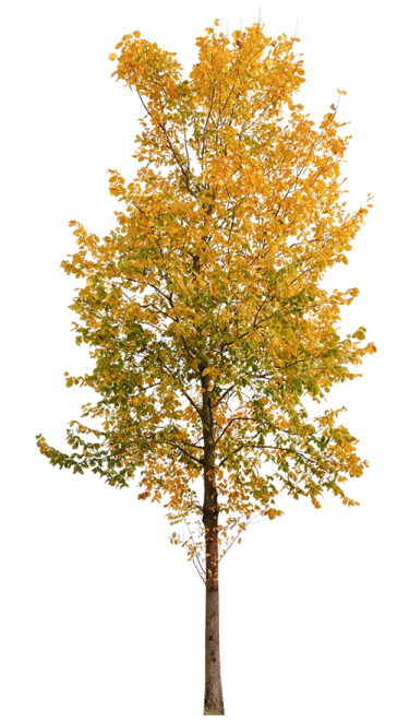 a tree with yellow leaves on it