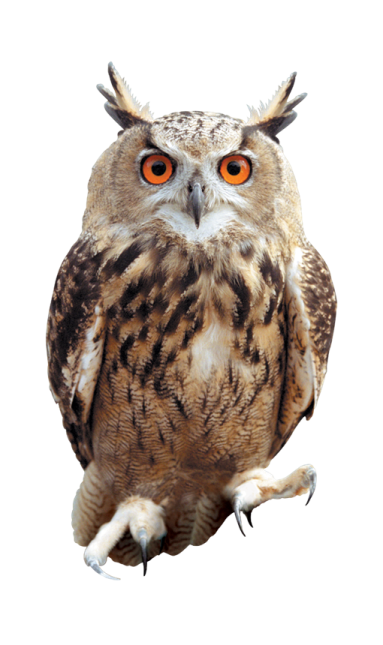 an owl sitting on top of a white surface