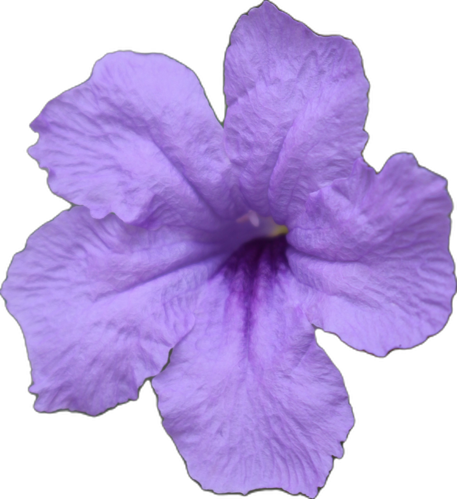 a purple flower on a white background