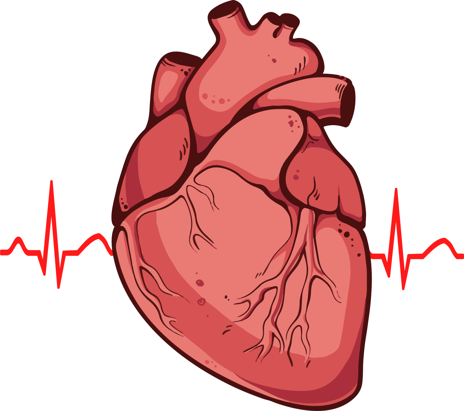 an illustration of a heart with a heartbeat