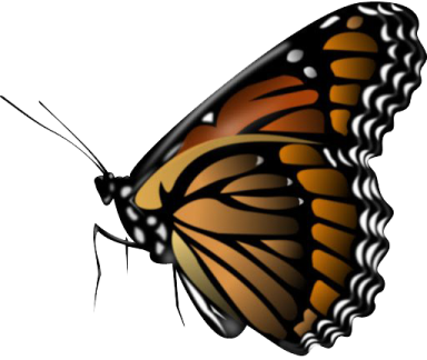a monarch butterfly on a white background