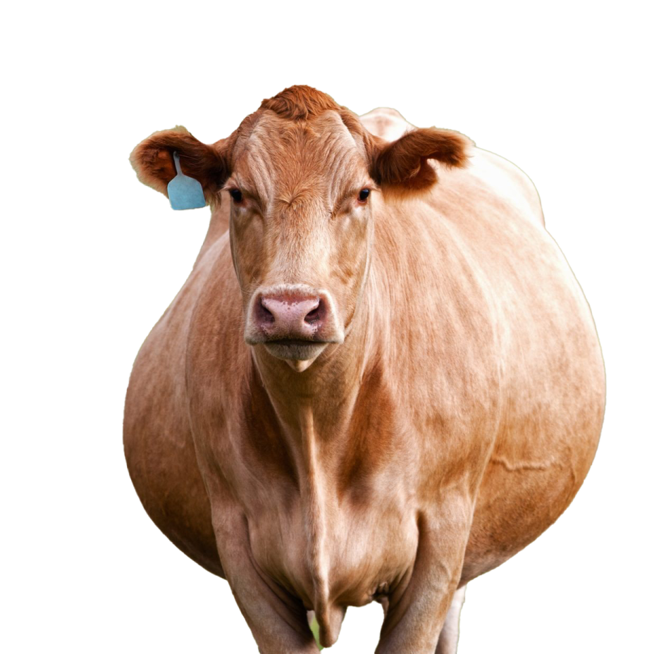 a brown cow standing in front of a white background