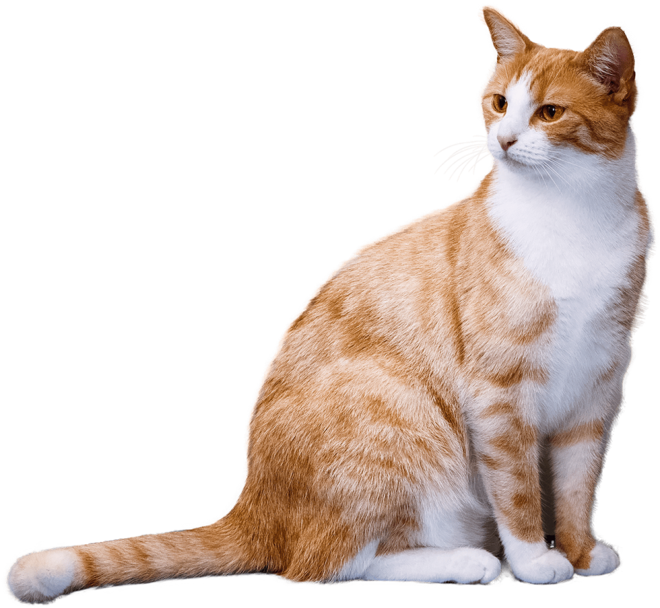 an orange and white cat sitting on the floor