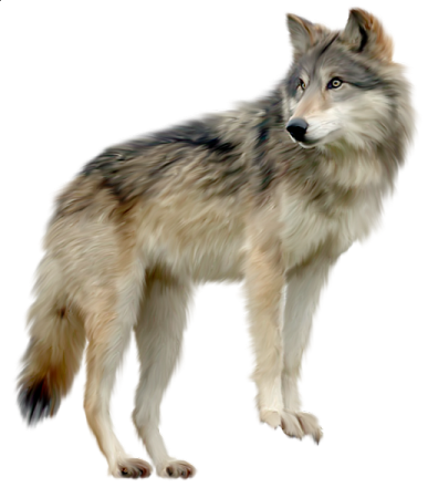 an image of a wolf on a white background