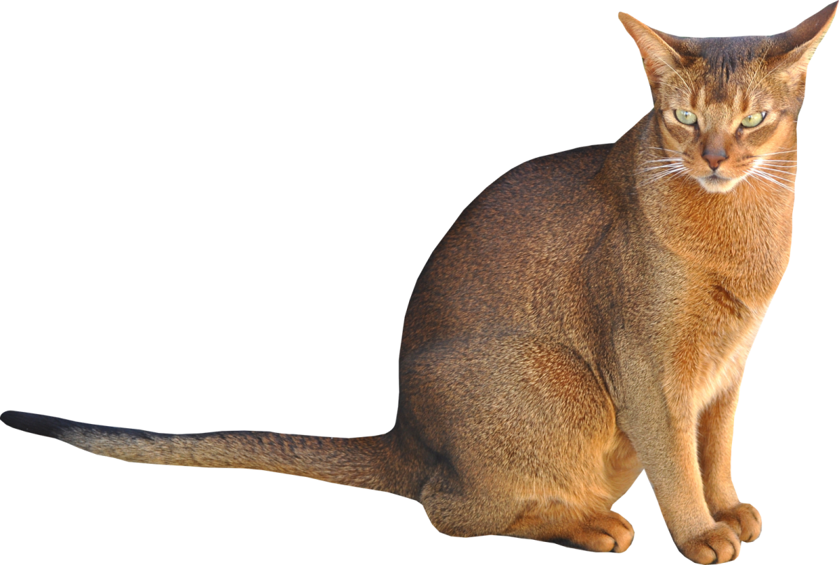 a cat is sitting on a white surface