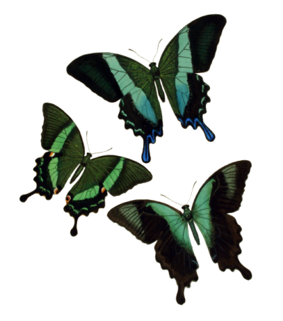 three green butterflies on a white background