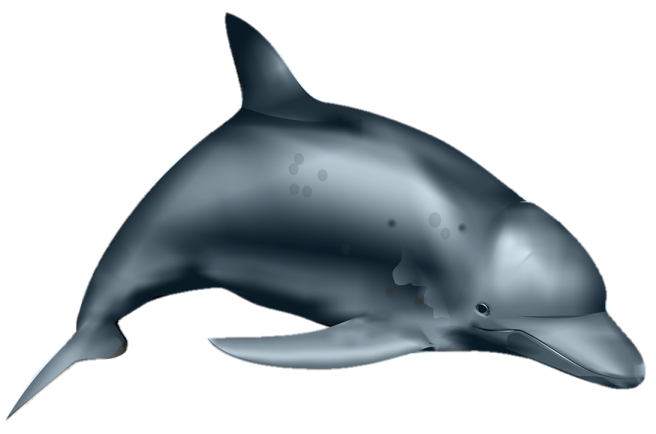 a drawing of a dolphin