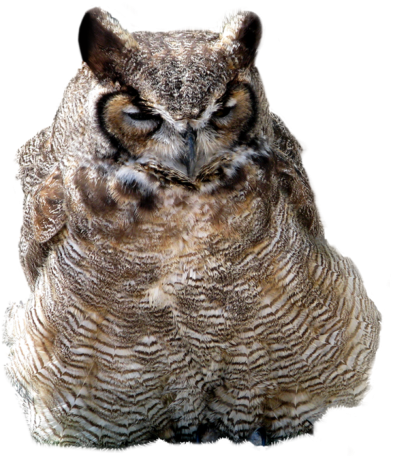 an owl sitting on top of a white surface