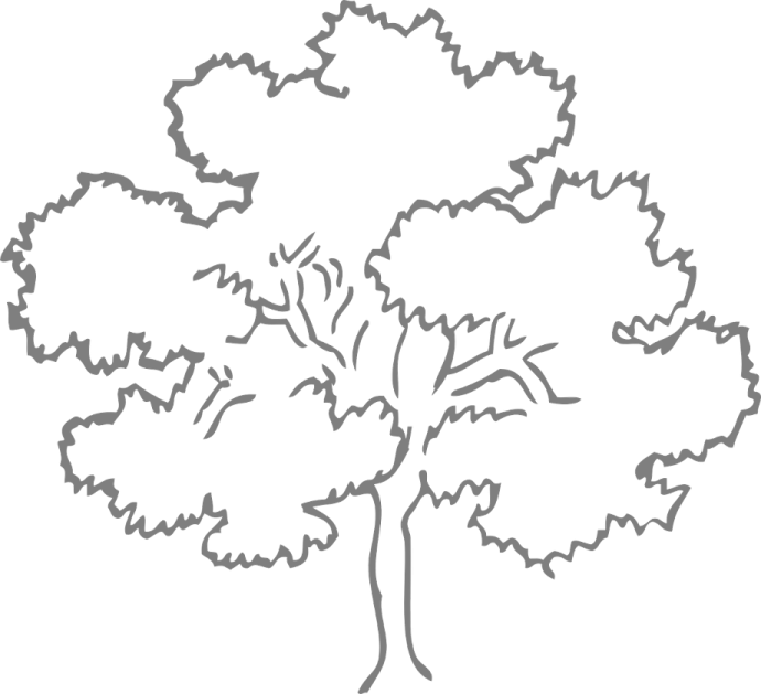 a tree with no leaves on it