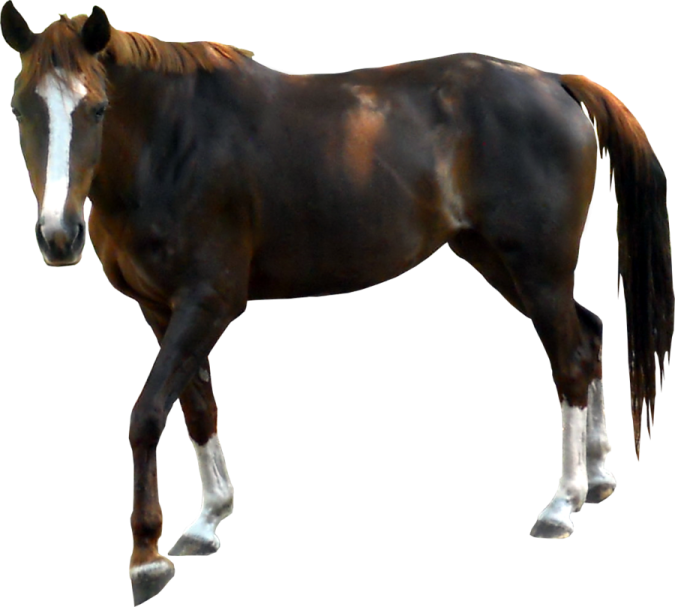 a brown and white horse standing on a white background