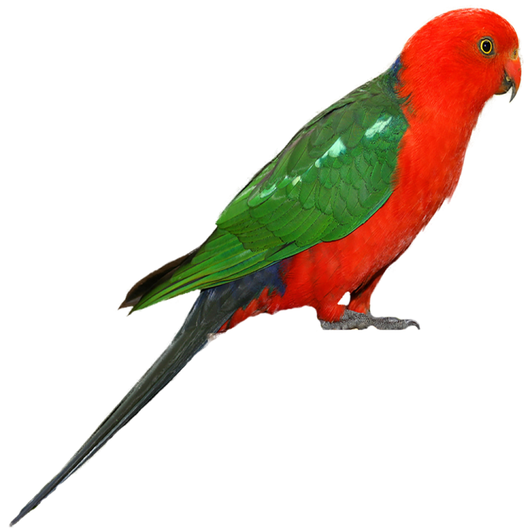 a red and green parrot perched on a white background