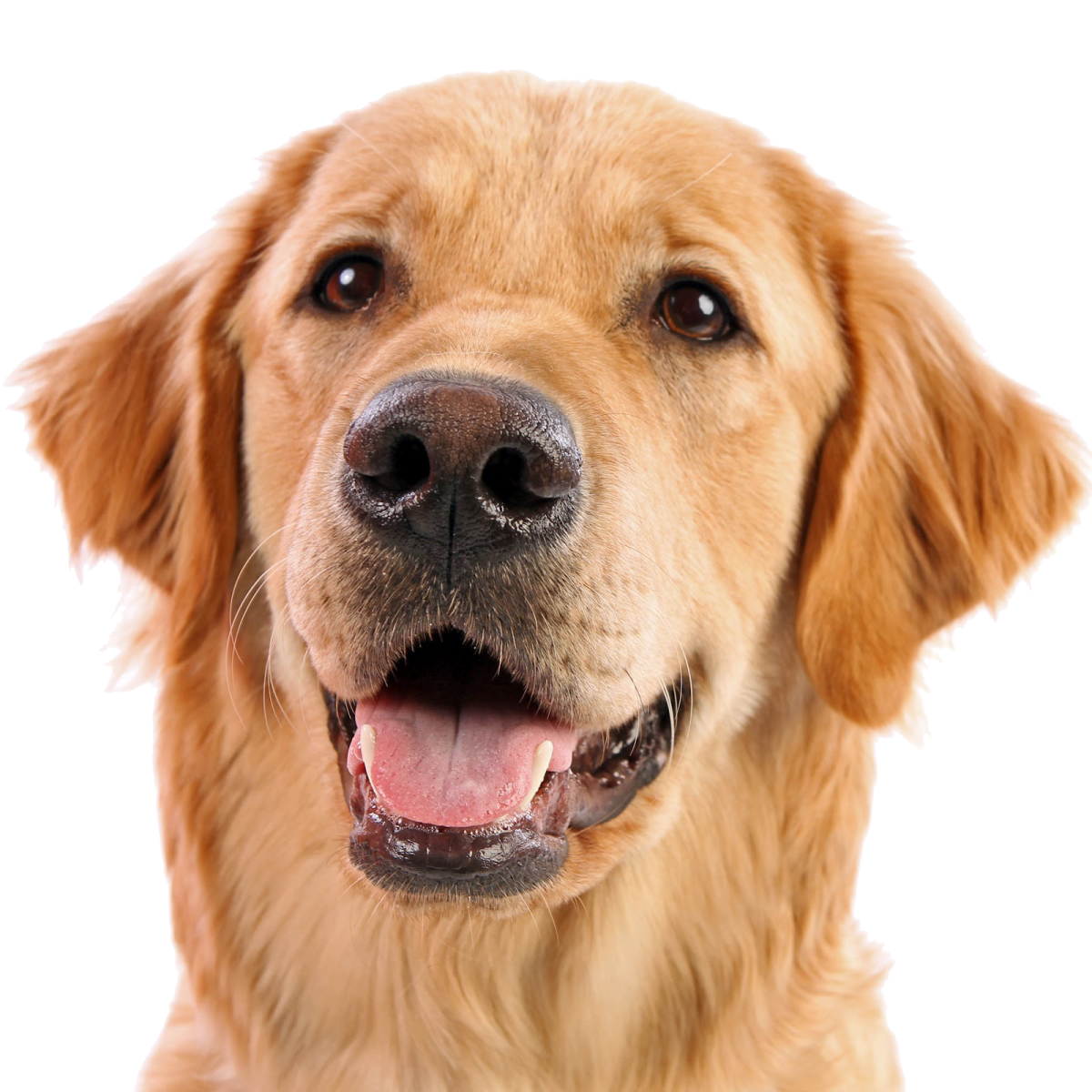 a close up of a dog's face
