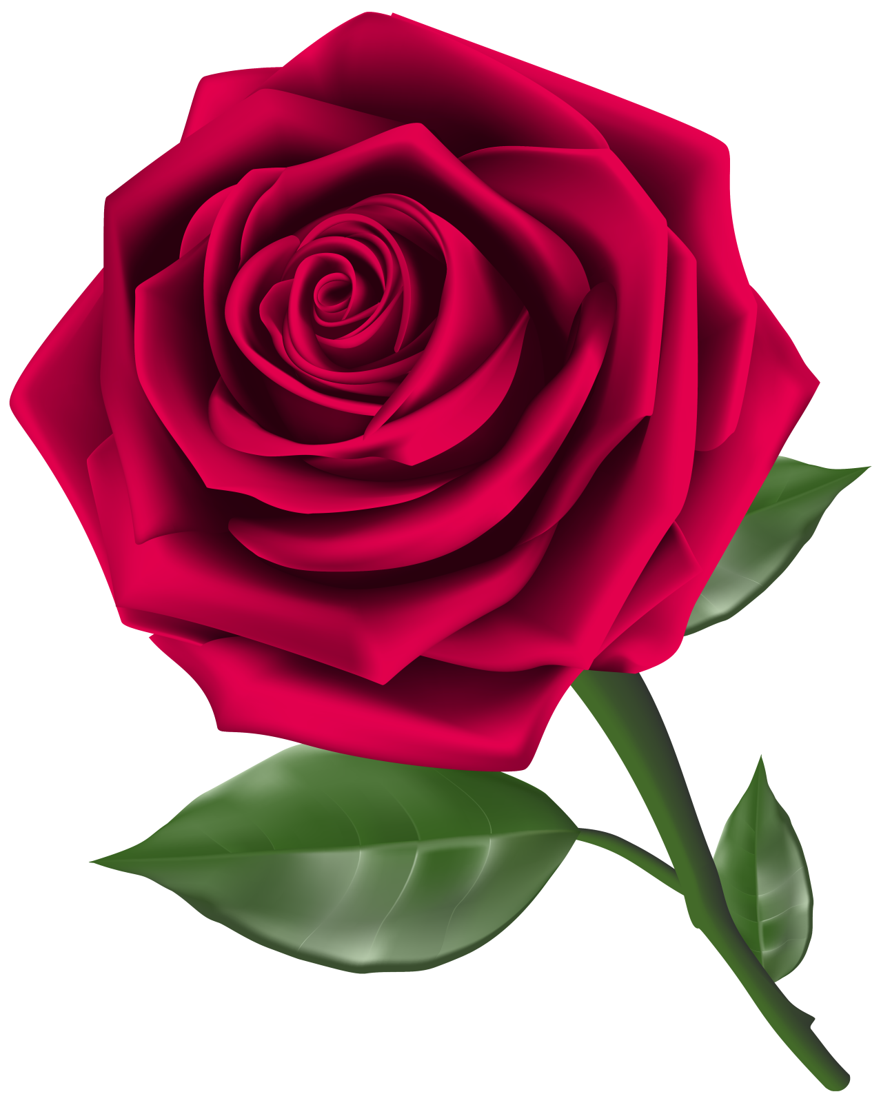 a red rose on a white background