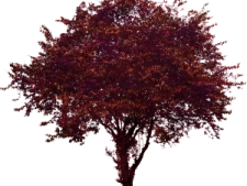 a tree with red leaves on it