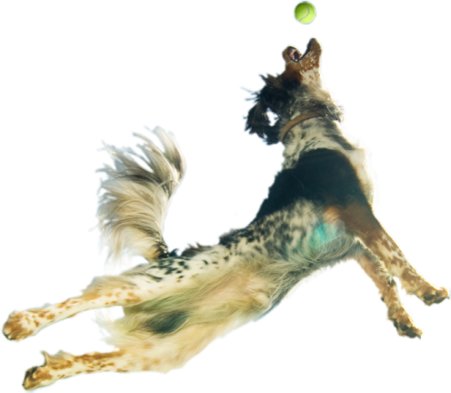 a dog jumping in the air to catch a ball
