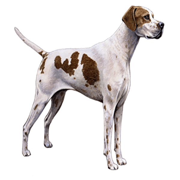 a brown and white dog standing on a white background