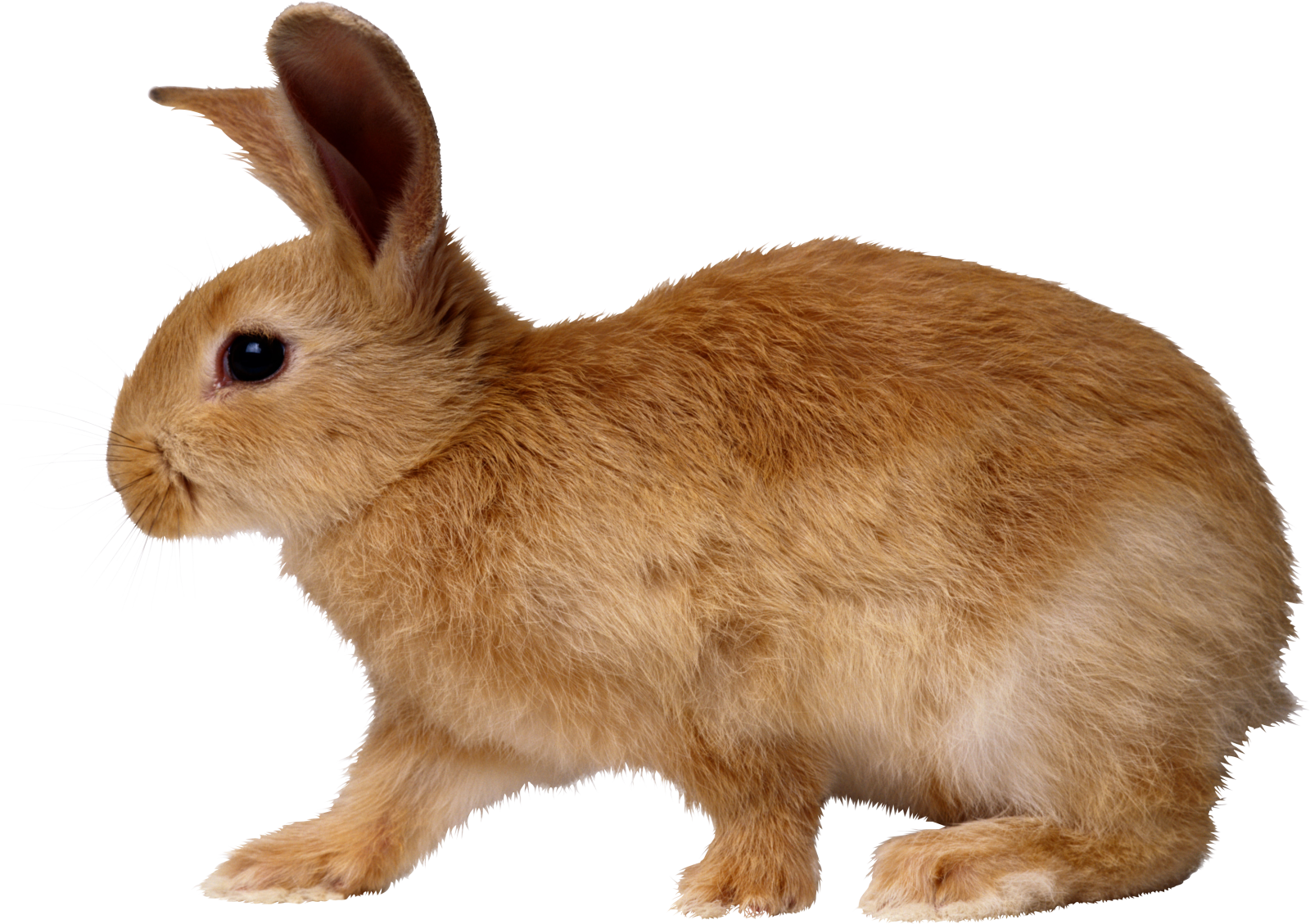 a small brown rabbit standing up against a white background