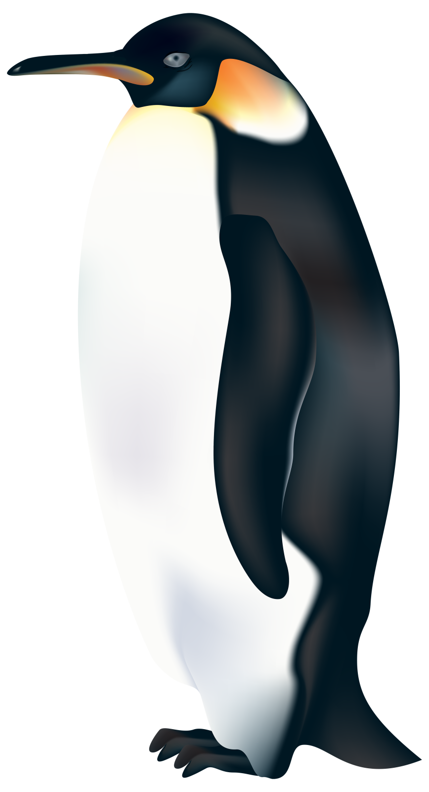 a black and white penguin standing on its hind