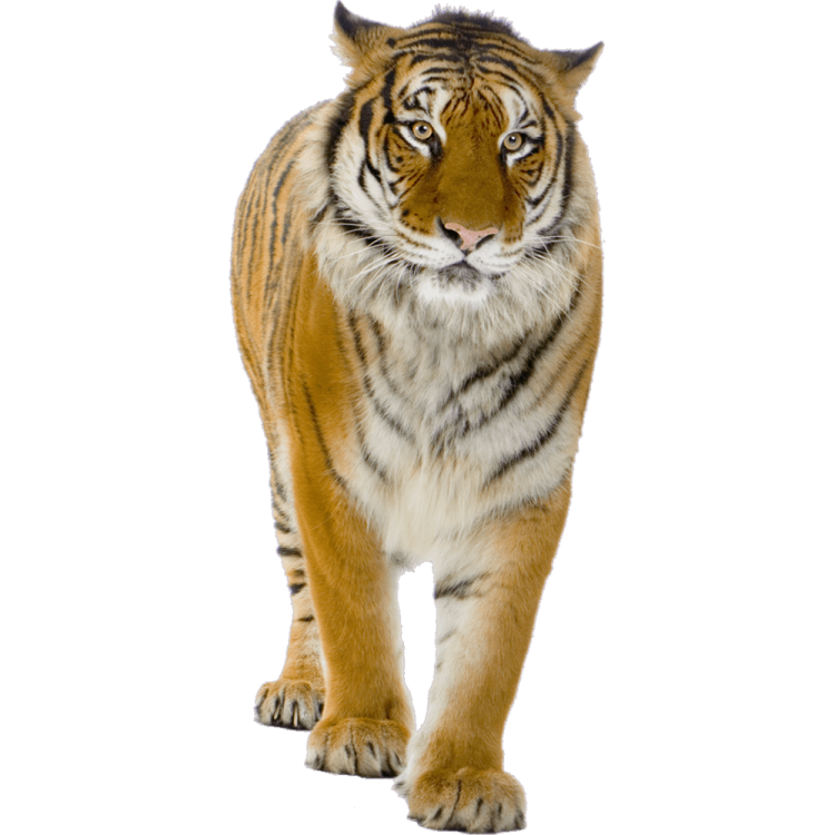 a tiger walking on a white background